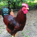 Rhode island red rooster