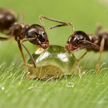 ants by Sujan Kumar -  