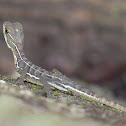 Brown Basilisk