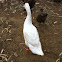 White Indian Runner Duck