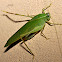 Katydid