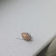 Brown shell stink bug