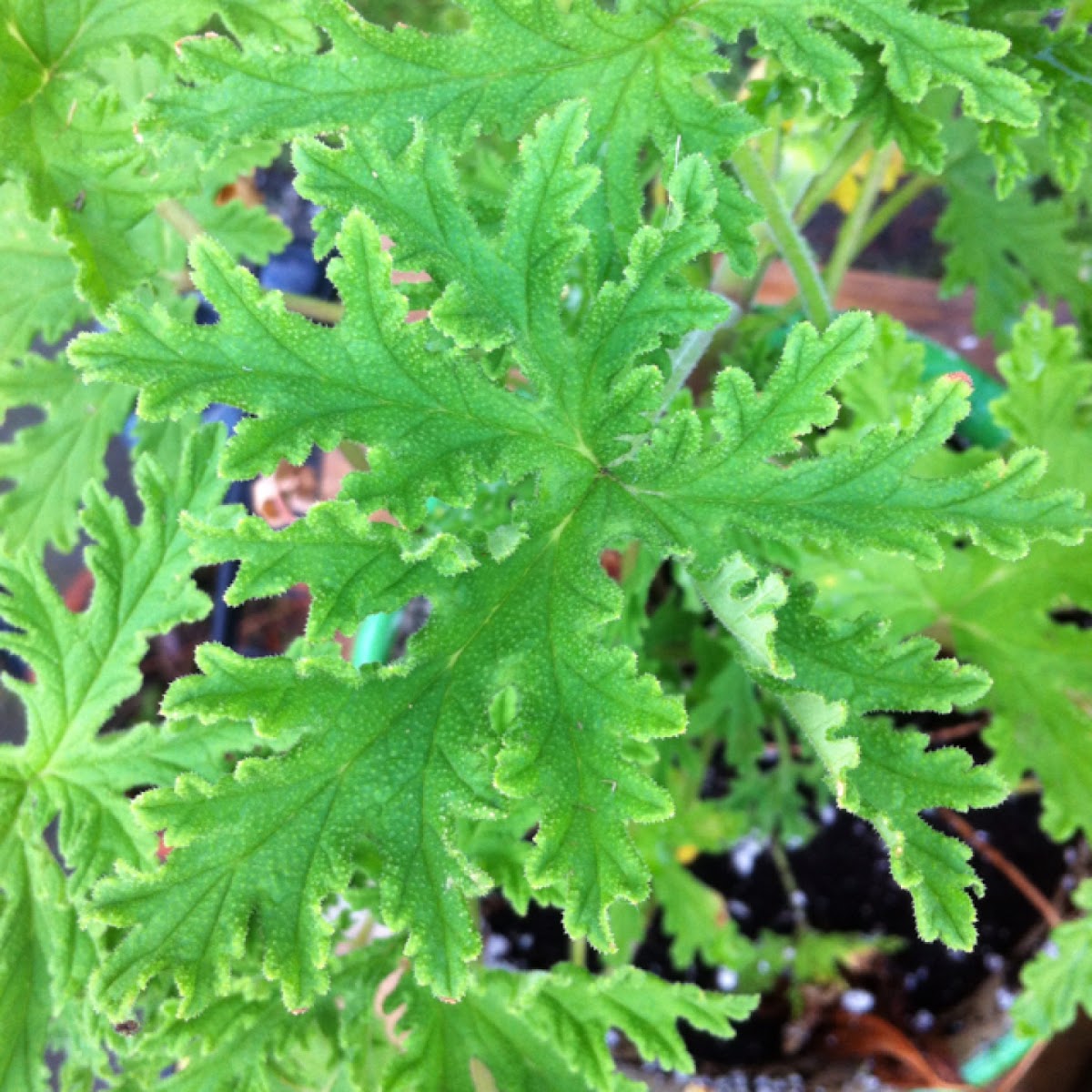 Citronella Mosquito Plant