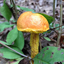 Shaggy-stalked boletellus