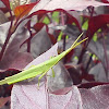 Vegetable grasshopper