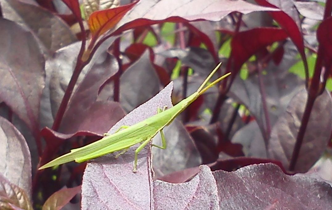 Vegetable grasshopper