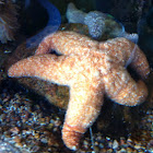 Ochre sea star