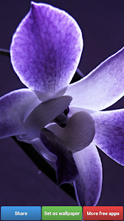 download Wallpaper Bunga-bunga free