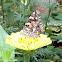 Painted lady (on a zinnia)