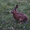 European Hare - Zajíc polní