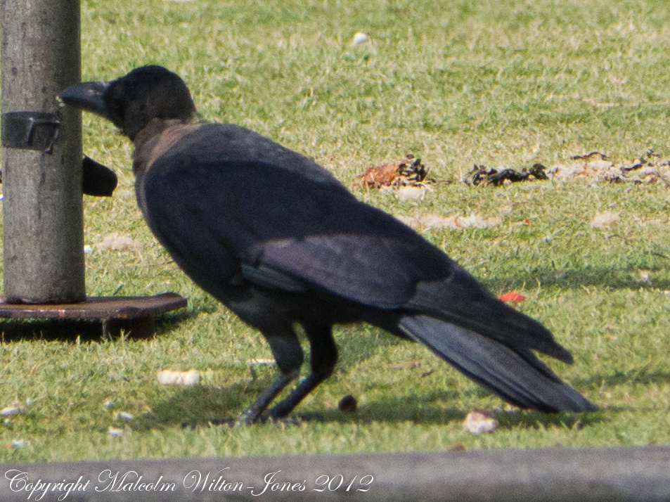 House Crow Project Noah