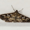 Assembly moth