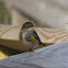 Yellow-rumped warbler (Myrtle version)