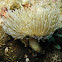 Lacy-head Leather Coral