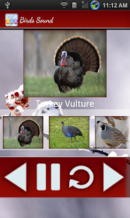 Birds Calls Sounds Screenshots 19