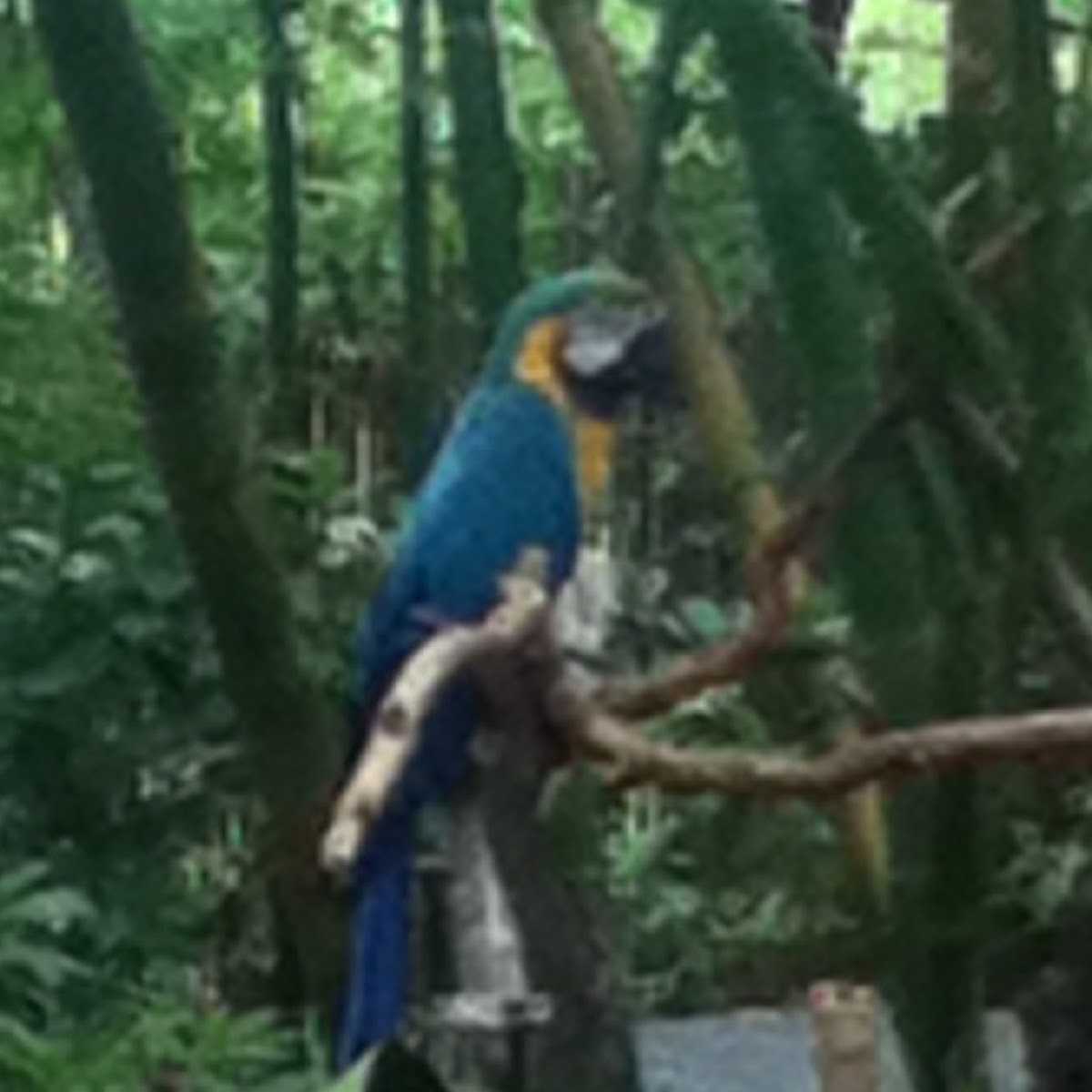 Blue Macaw