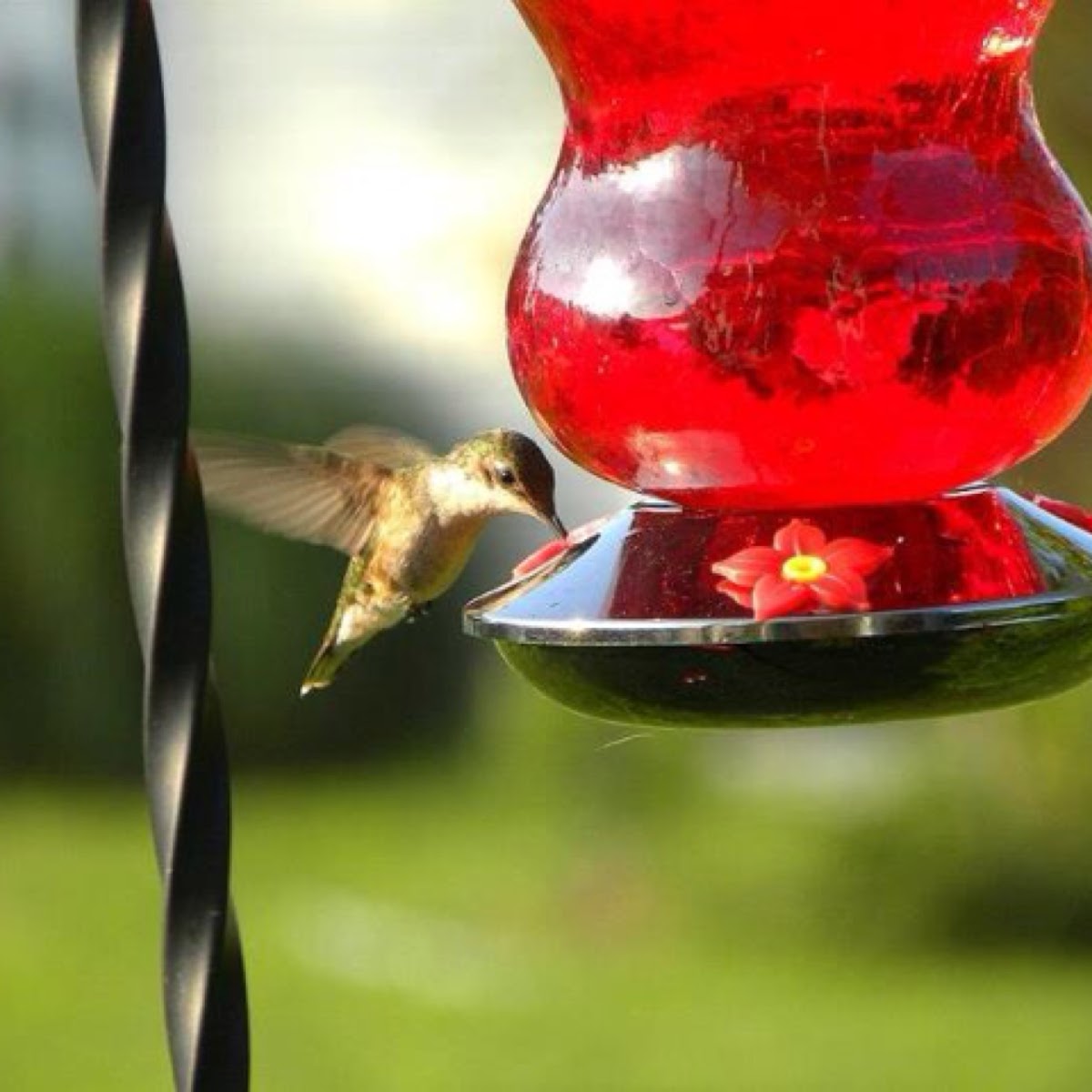 Ruby-Throated Hummingbird