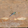 Eastern Pondhawk