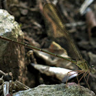 Glistening Demoiselle