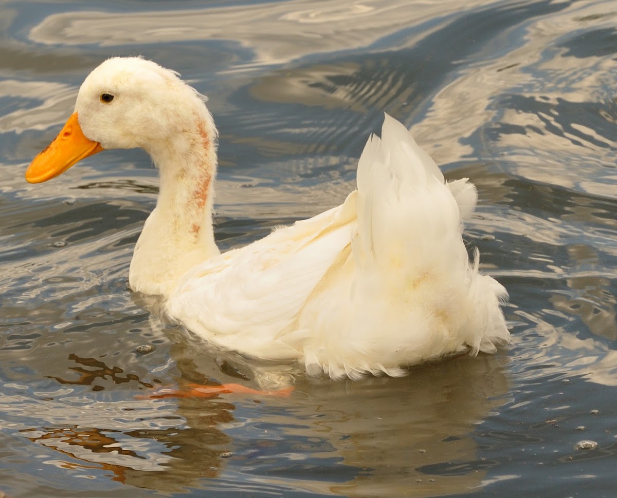Aylesbury duck or Pekin duck