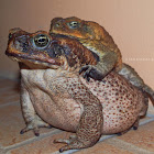 Mating Cane Toads