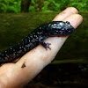 Chattahoochee Slimy Salamander