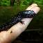 Chattahoochee Slimy Salamander