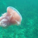 Pink Meanie Jellyfish