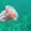 Pink Meanie Jellyfish