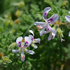 Pelargonium graveolens?