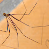 Long legged spider