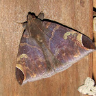 Catocalinae, Erebidae
