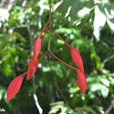 Tree Of Heaven / Shimshiba / Pride of Burma / Orchid tree