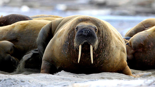 Weather permitting, you'll likely spot walruses as they rest along the shoreline during your travels to Svalbard on Hurtigruten Fram.