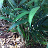 Fishtail Palm or Caryota
