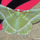 Showy Emerald Moth