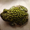 Couch's Spadefoot toad