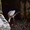 White stork - Cicogna bianca