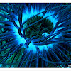 tube-dwelling anemone , Ανεμώνη της θάλασσας