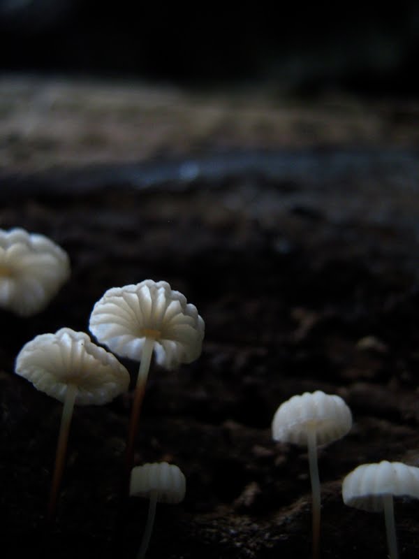 Pinwheel Marasmius, Marasmius rotula