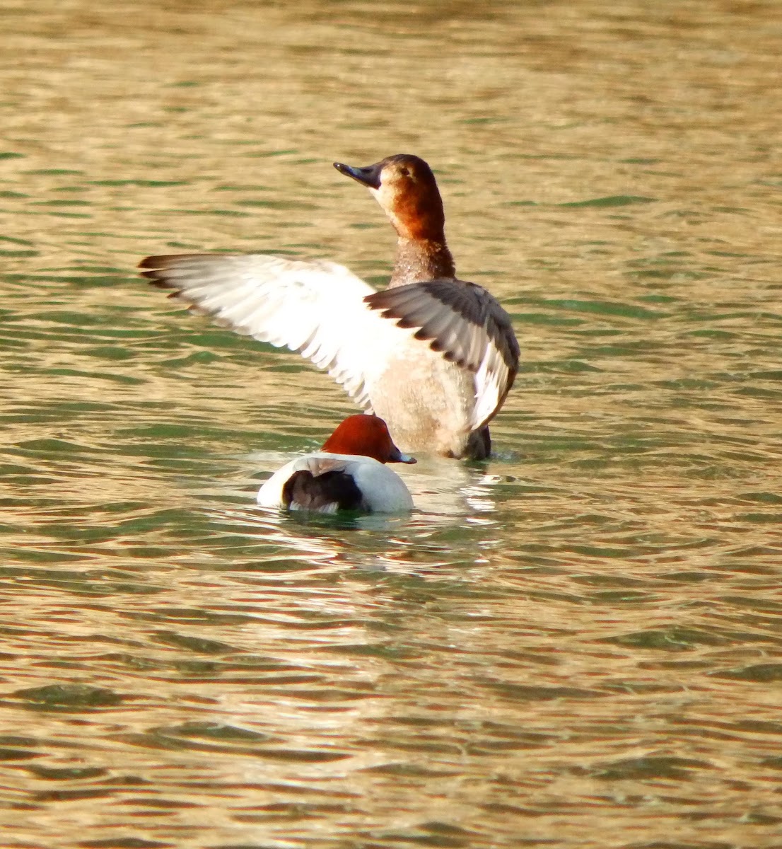 Common Pochard males and females