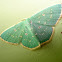 Red-dotted Emerald Moth