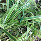 Frog Legged Leaf Beetle