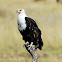 Common NameAfrican Fish-Eagle