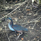 Agami heron