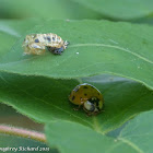 Asian multicolored lady beetle (newly eclosed)