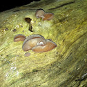 Wood ear fungus