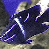 Blue Velvet Damselfish