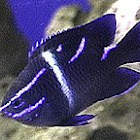 Blue Velvet Damselfish