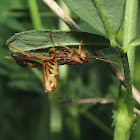 Ibaliid wasp